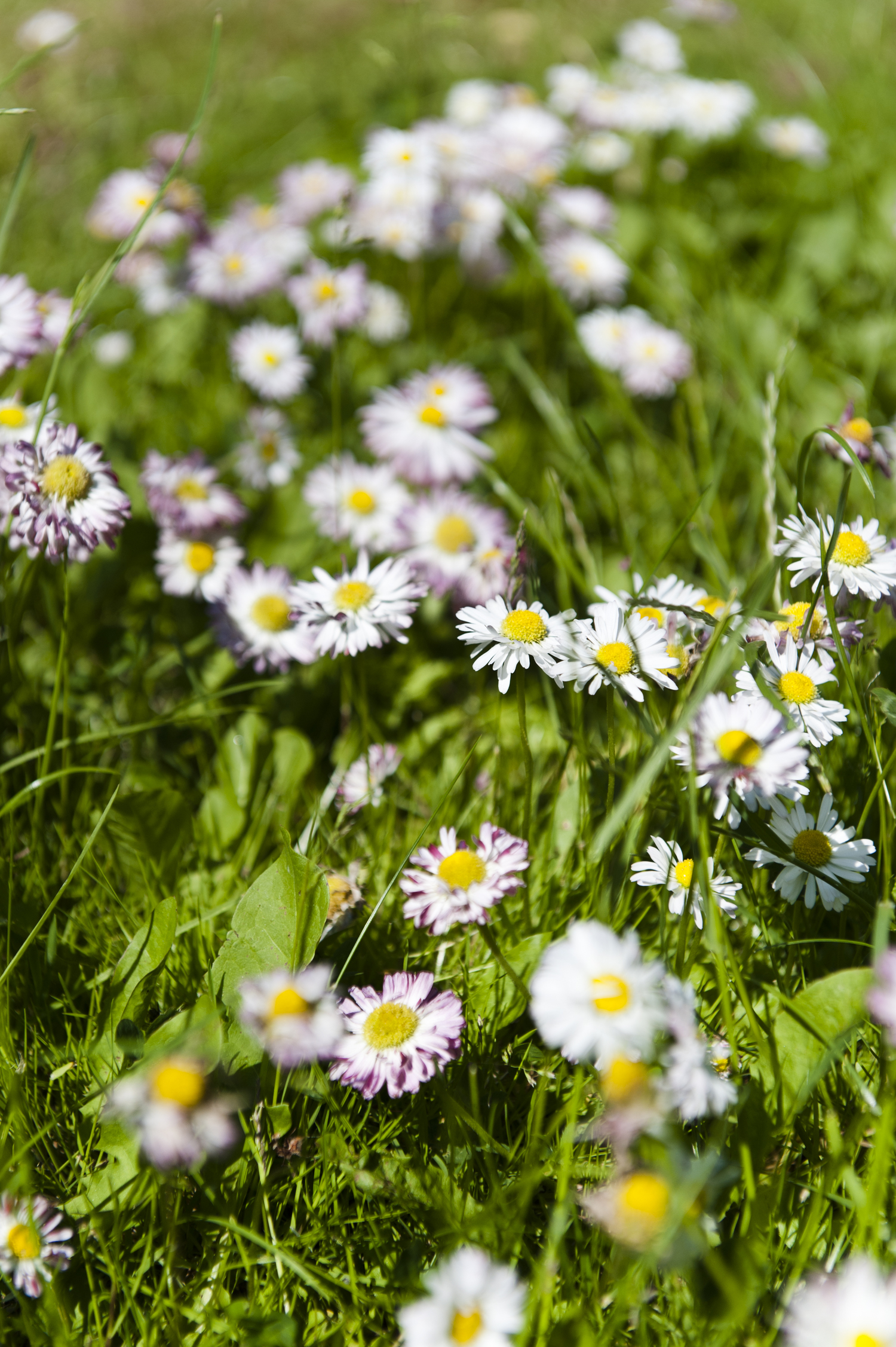 Ferienhaus Kastanie (14 von 49).jpg
