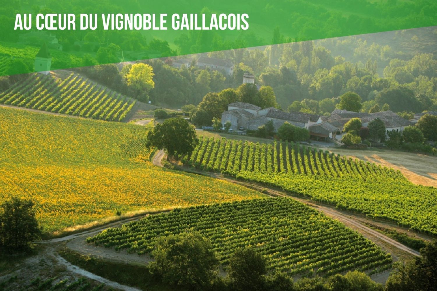 au-coeur-du-vignoble-gaillacois.jpg