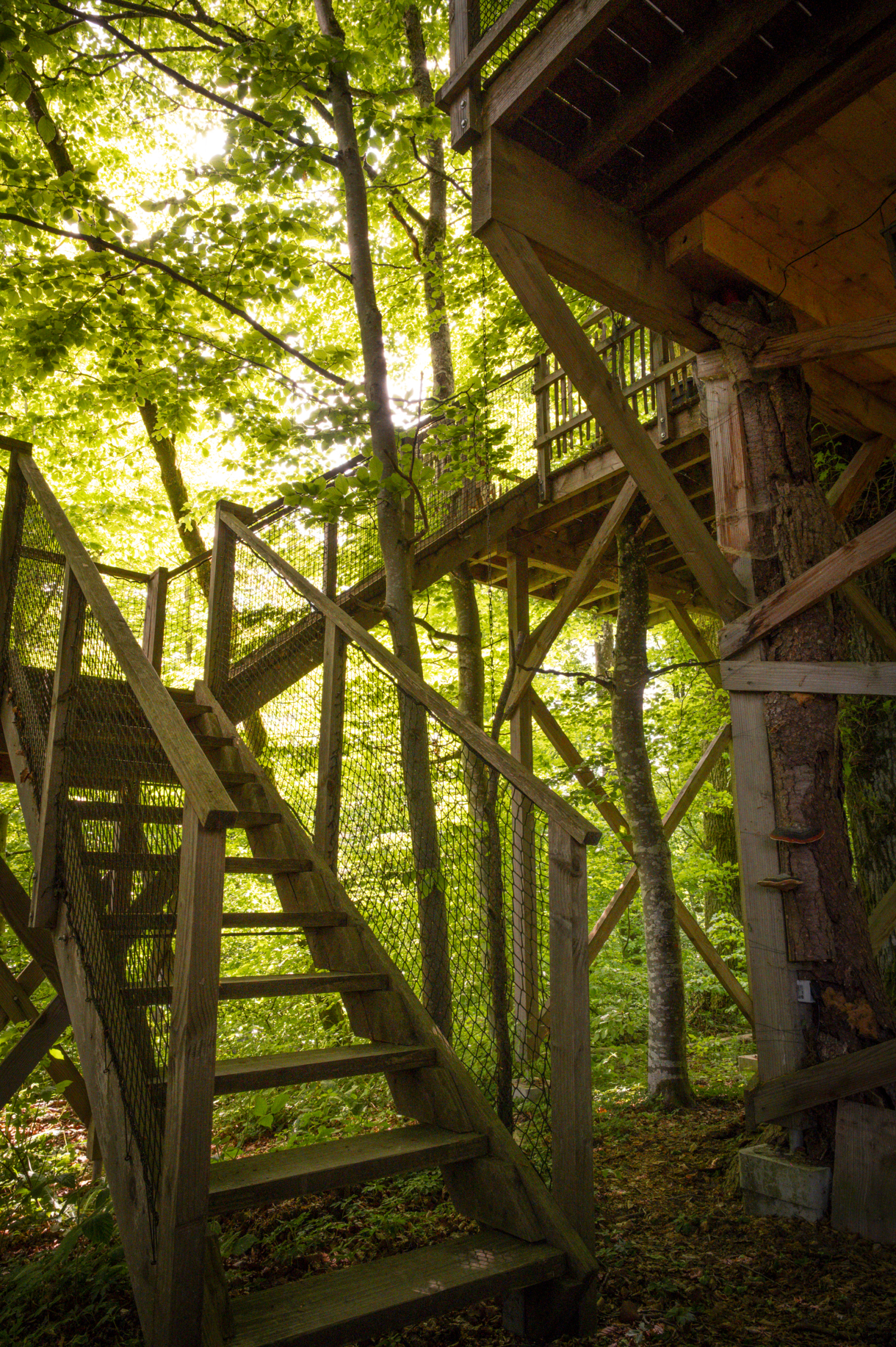 pat' de l'ours-10.JPG