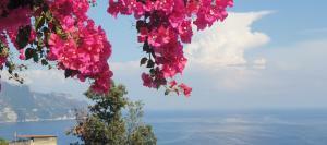 bowganville da terra.jpg