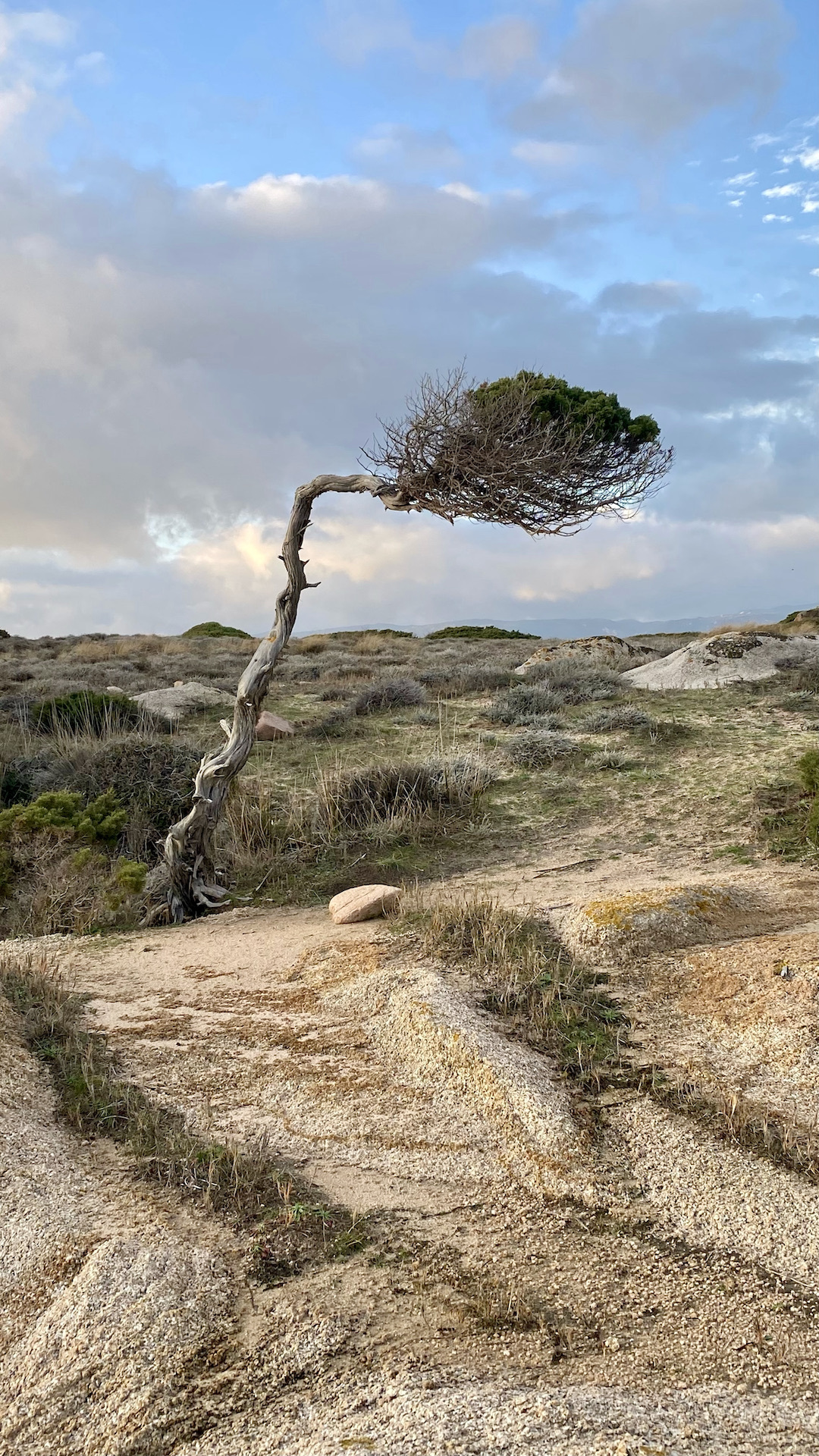 Testa - IMG_7444 - Rp.jpg