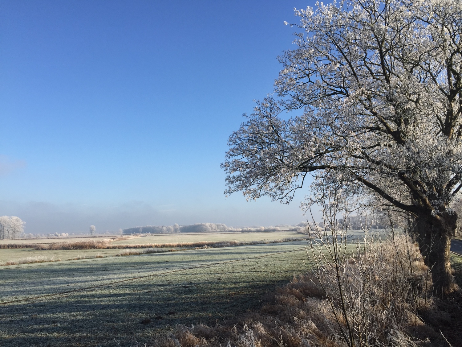 Uetz Winter 12.2016 BQ-2.jpg