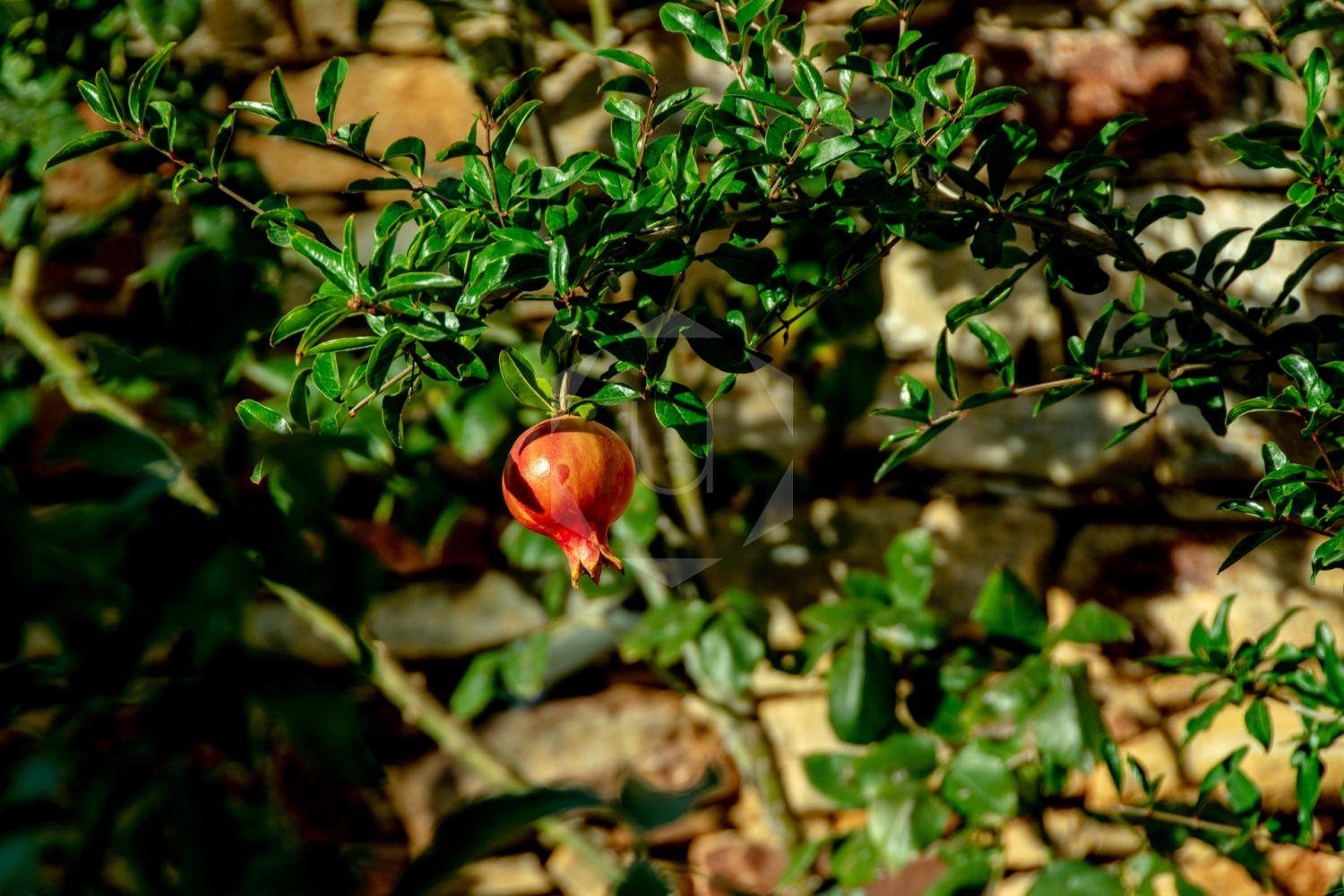 38UNIQUE holiday home, rosa dels vents, begur, Sa riera, Costa Brava.jpg