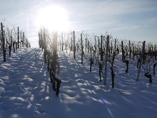 35 vineyard-1566092_1920.jpg