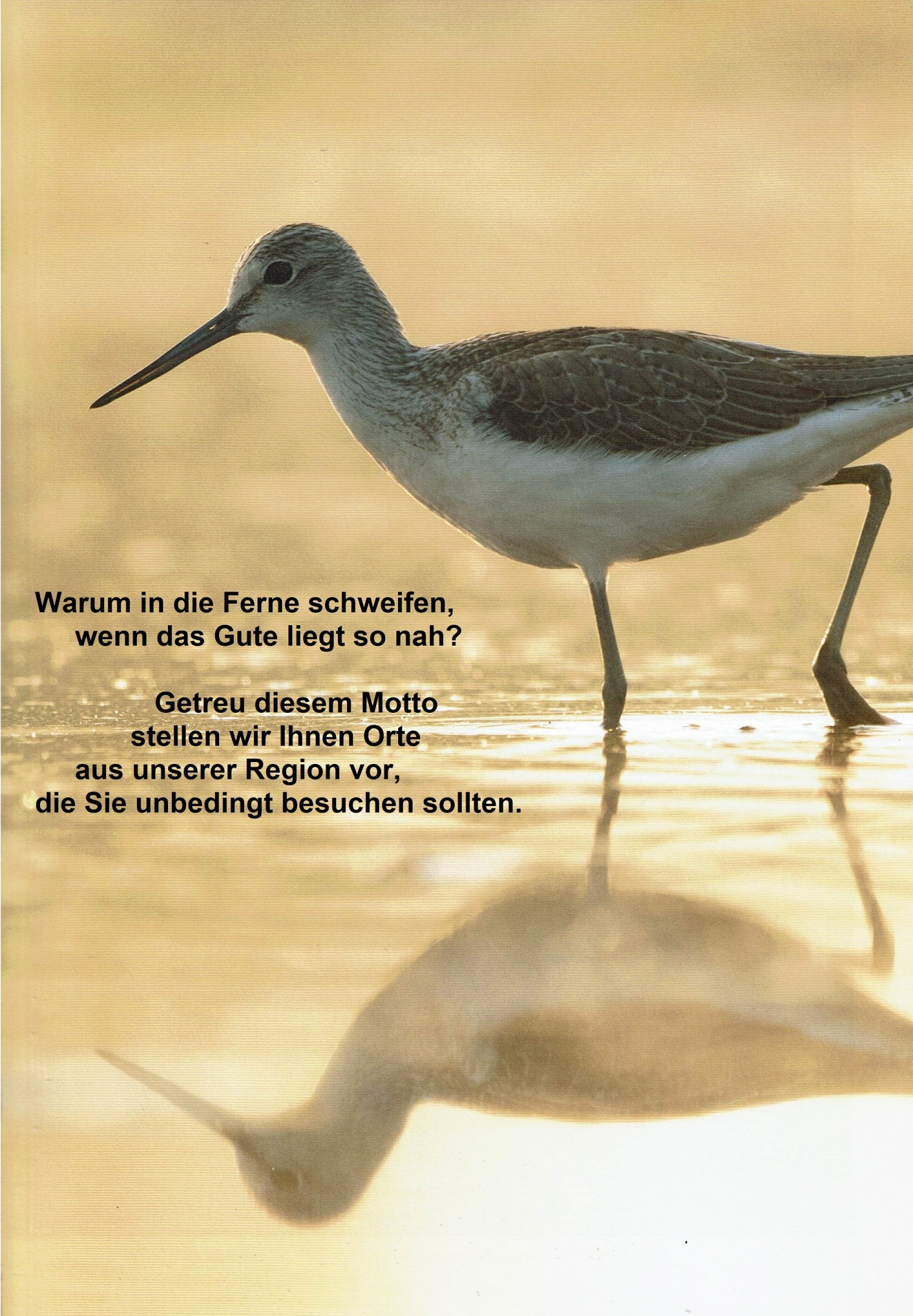 Wattläufer - mit Text - Kopie.jpg