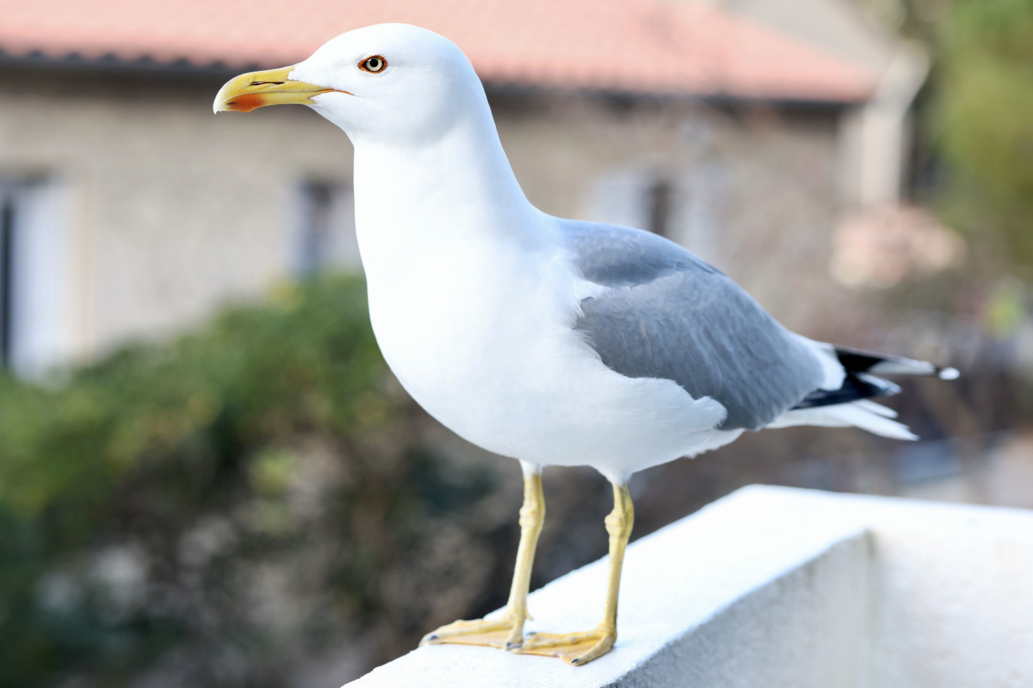 Cindy Cousin Photographie  Sète (5).JPG