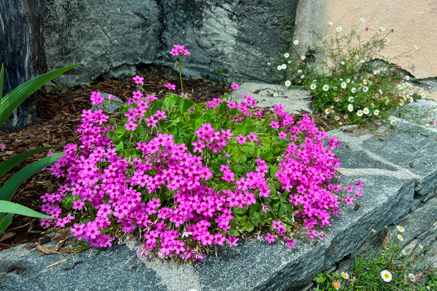 casa fior di loto-25.jpg