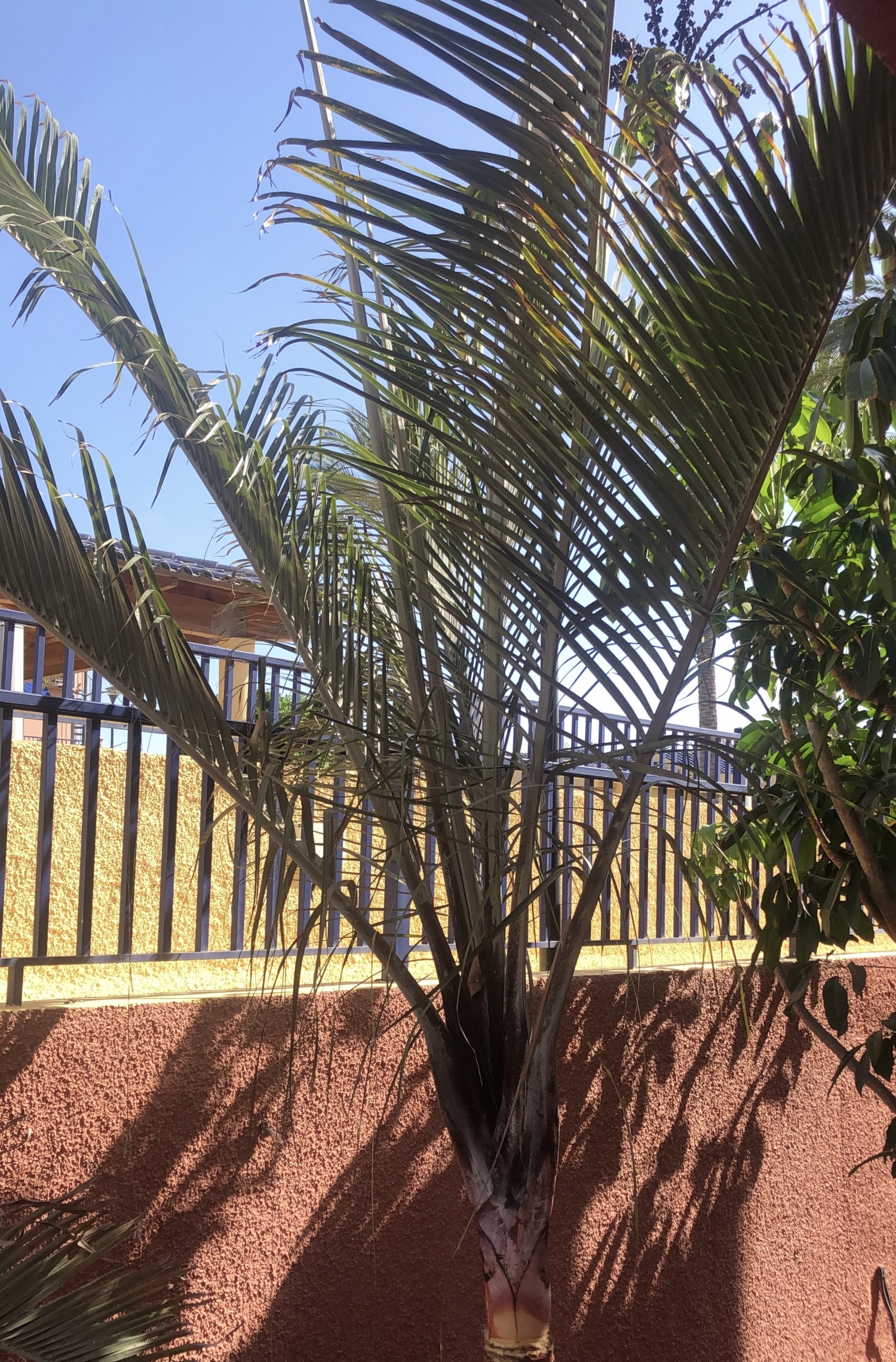 164 Palmera Patio.jpg