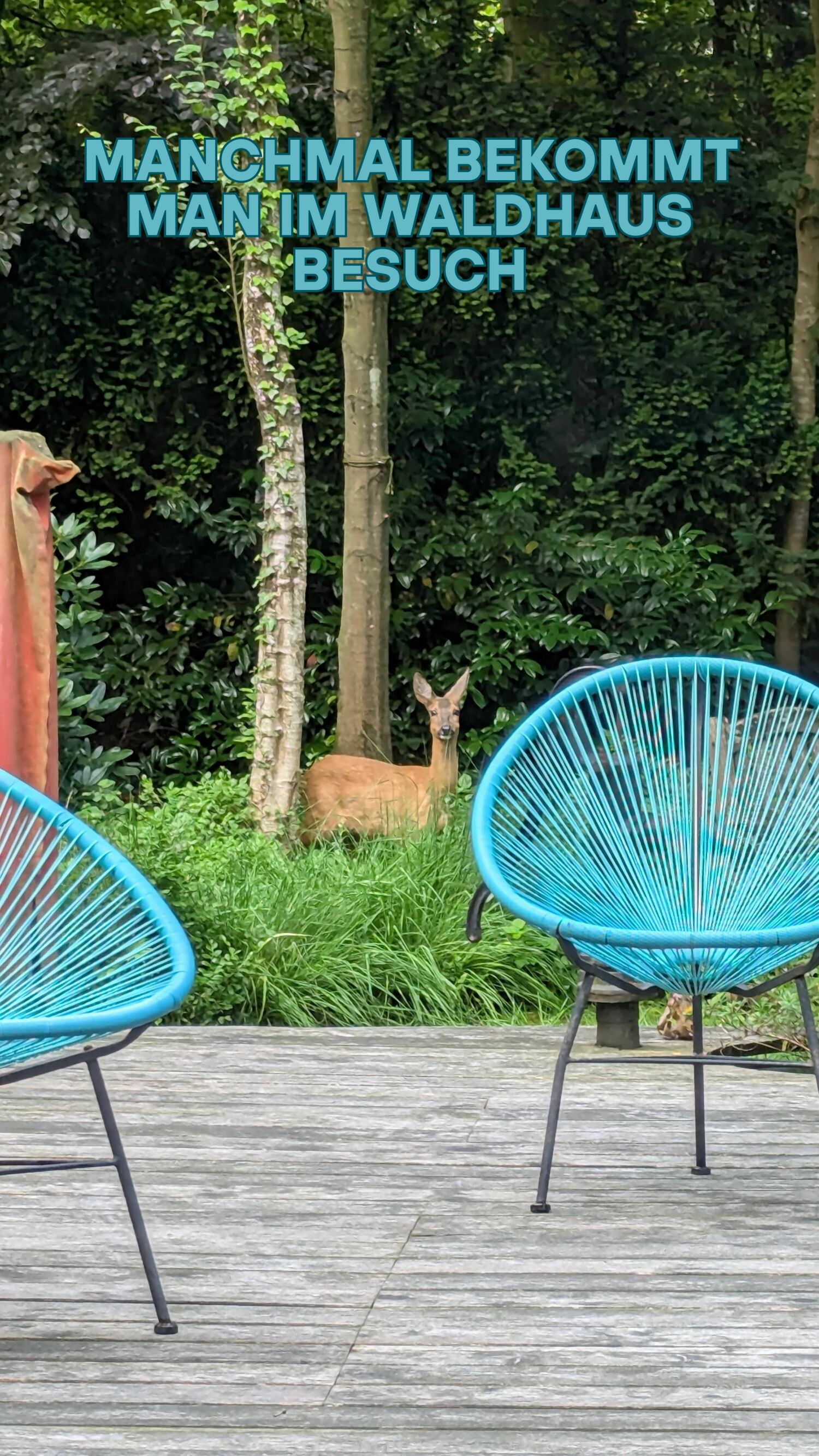 manchmal bekommt man im waldhaus besuch.jpg