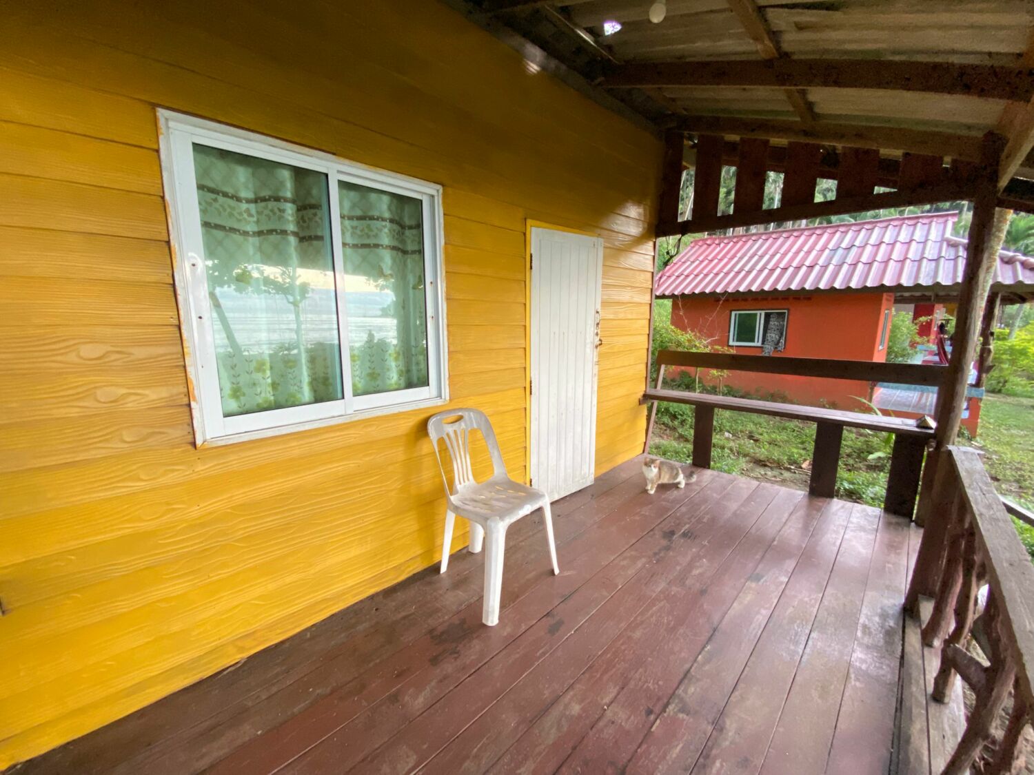 Panka alpha terace cat.jpg