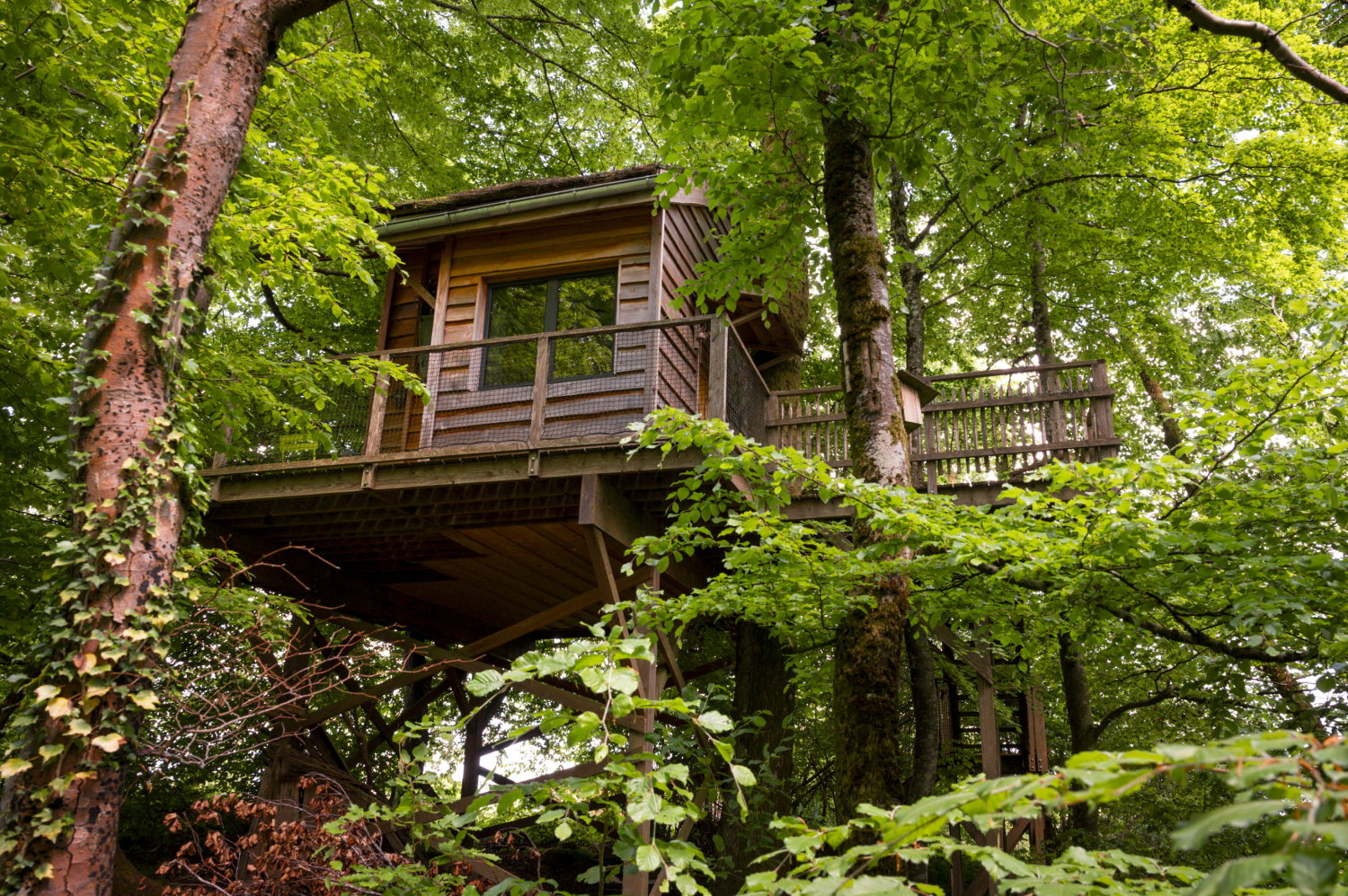 pat' de l'ours-23.JPG