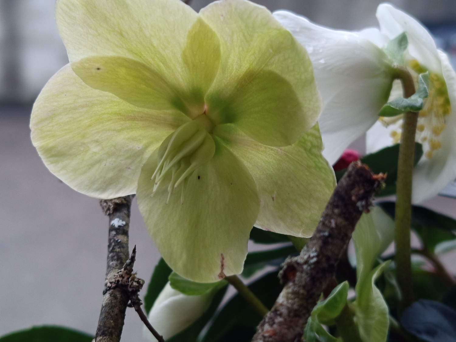 IMG_20251117_155523 (1).jpg