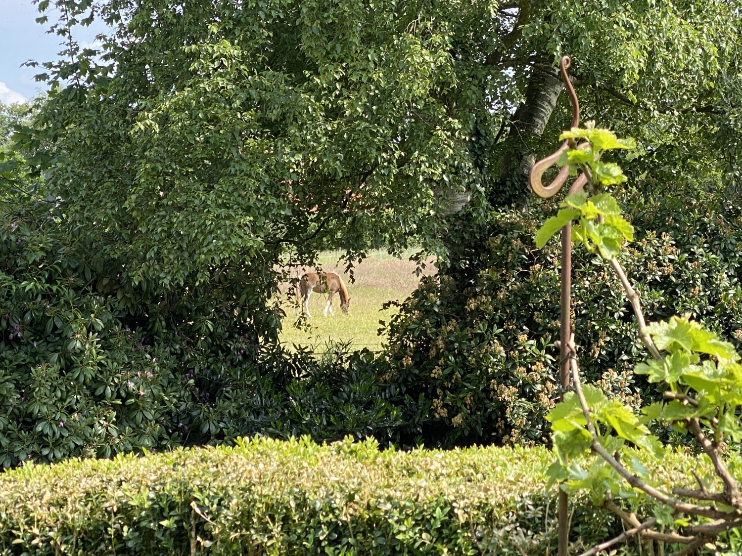 Garten Pferd.jpeg