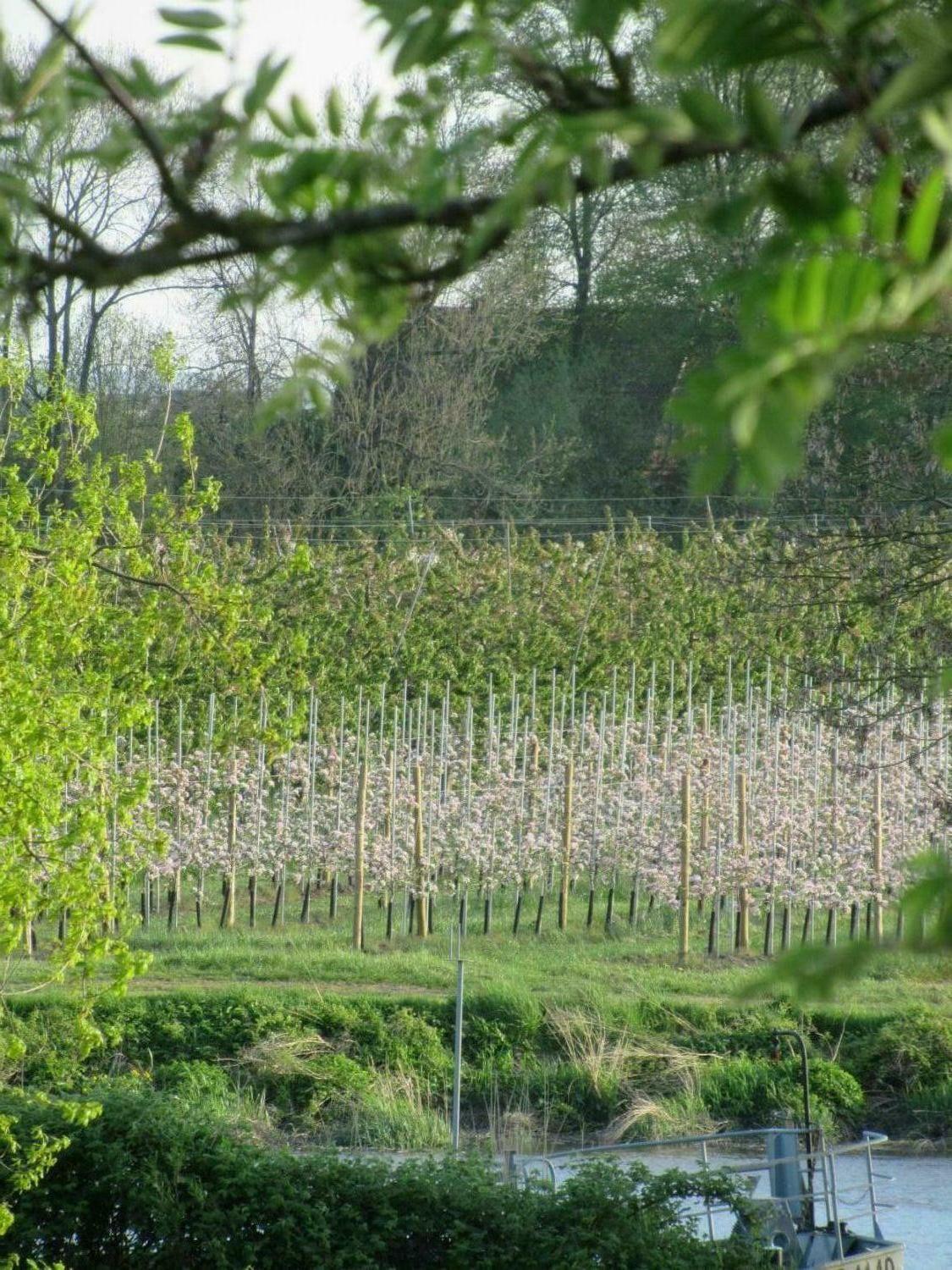 Aussicht Lühe 1.JPG