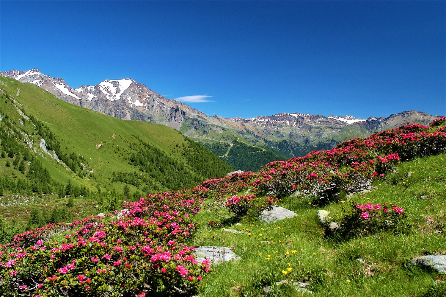 APT-VAL-DI-SOLE-TREKKING-in-Val-Comasine-Peio-T.-Mochen.jpg