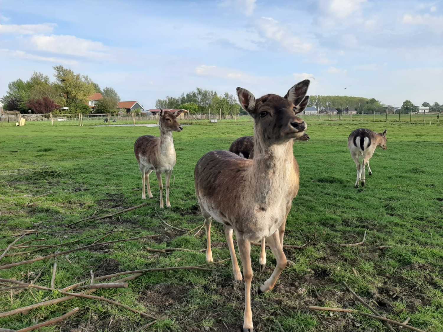 WhatsApp Image 2020-05-05 at 12.17.55.jpeg