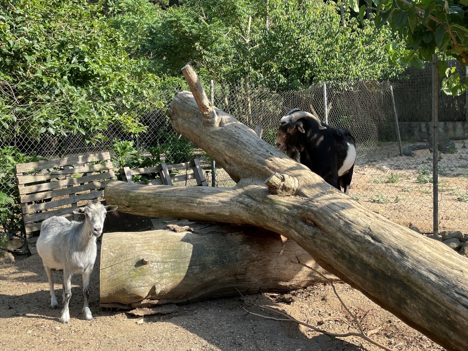 37 FOTOS EL JARDI.JPG