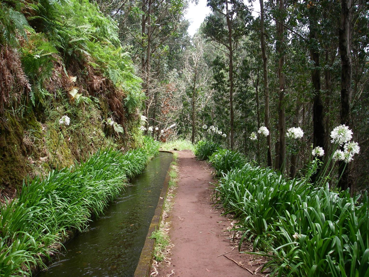 Levada_da_Central_da_Ribeira_da_Janela_-_2009-06-28_-_12-58-06.jpg