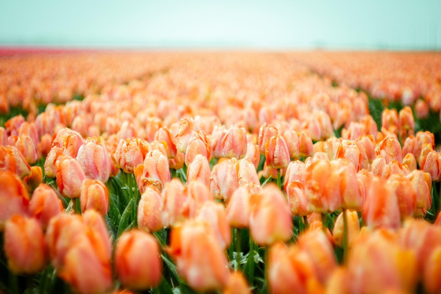 Mamooi - Unendliche Tulpenfelder im Frühling.jpg