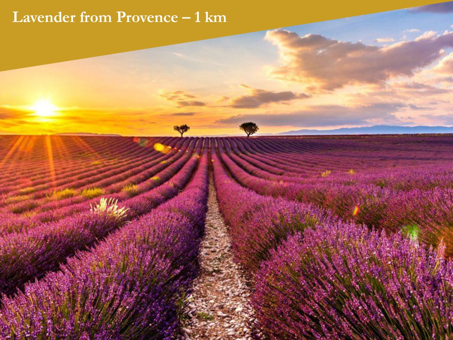 Lavande Provence - L'Isle d'Or_page-0001.jpg