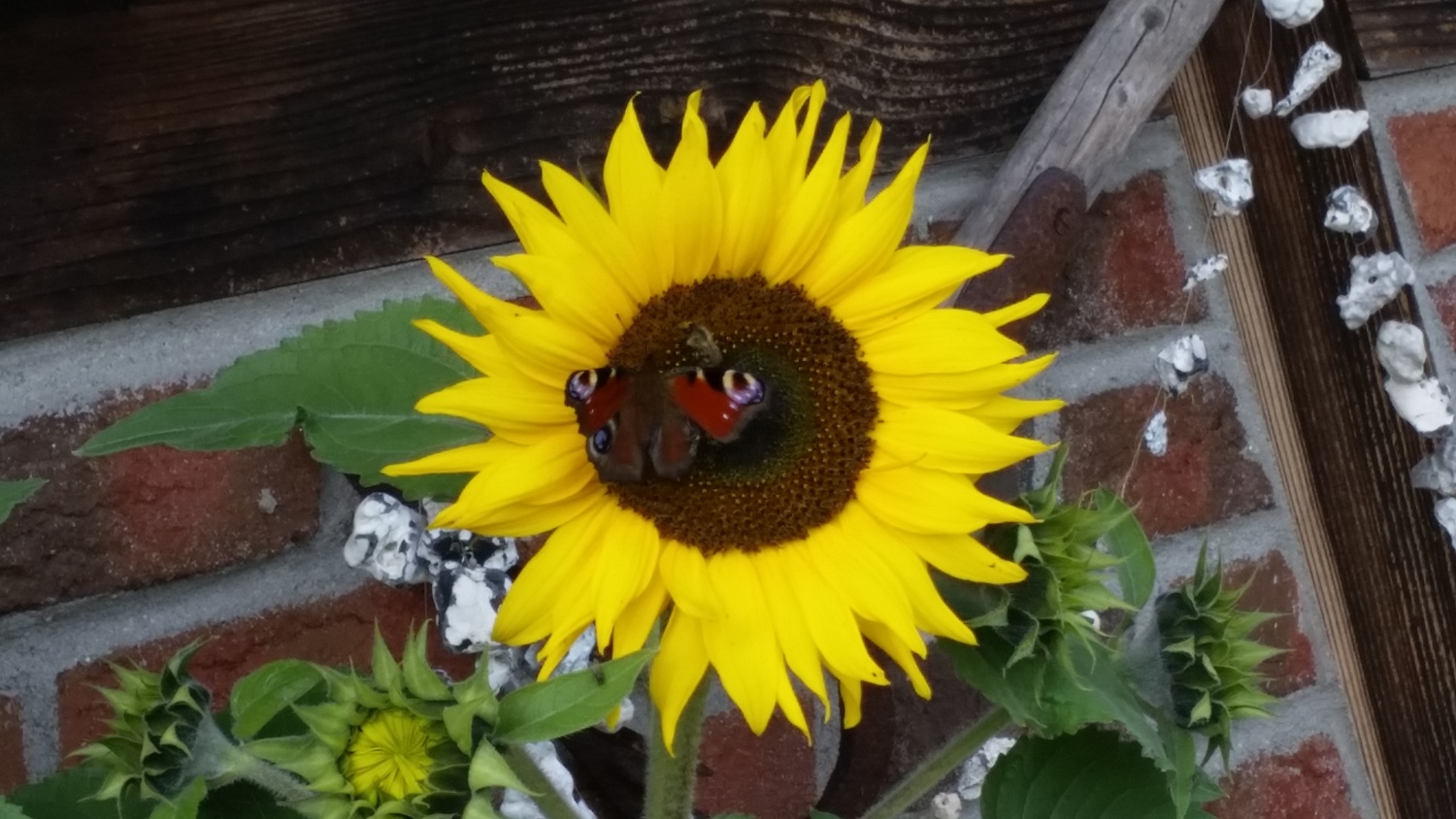 5 unser Garten.jpg