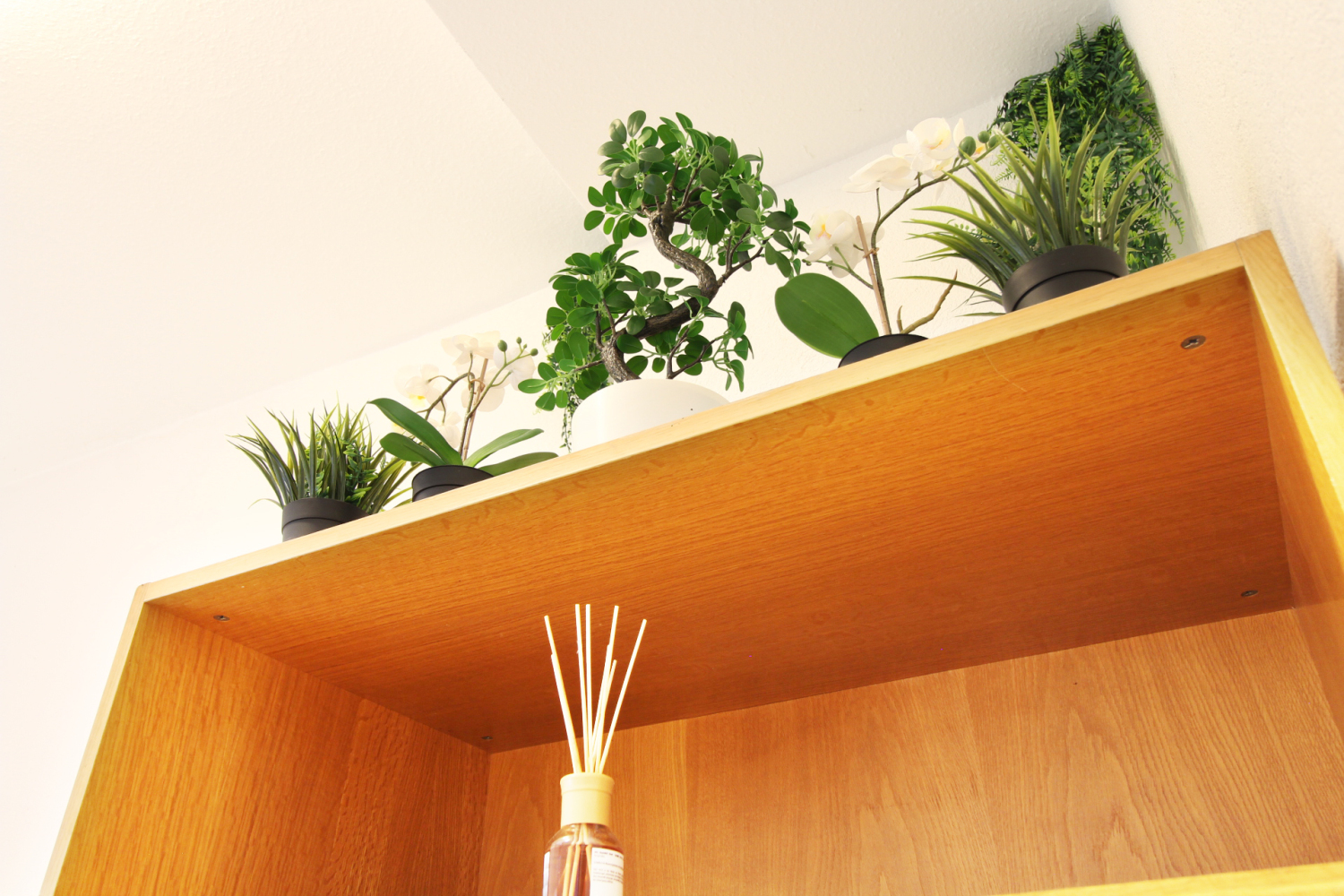 2022-10-26 - 106 - plants on cupboard_b.jpg