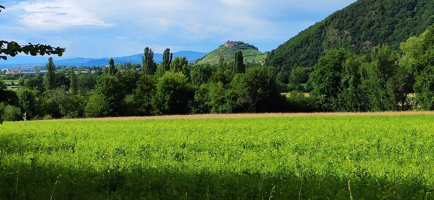 Fewo Belchenblick Burg Staufen.jpg