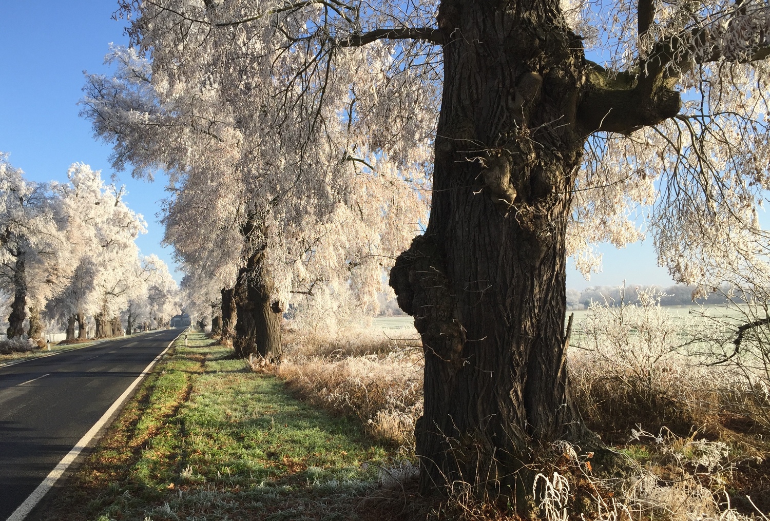 Uetz Winter 12.2016 BQ-1.1.jpg