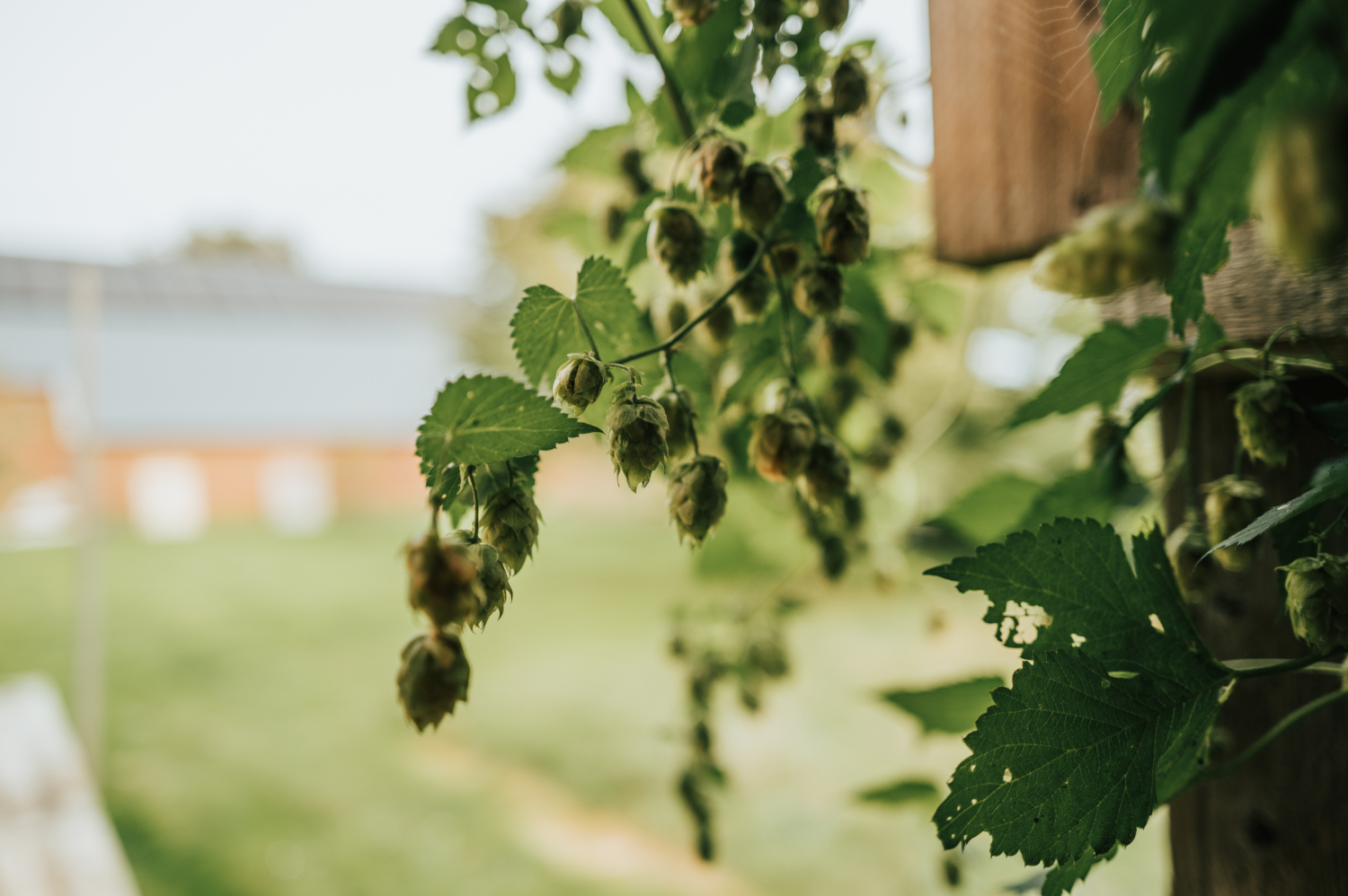 Thebrandwagon-1October 08, 2024163443.jpg