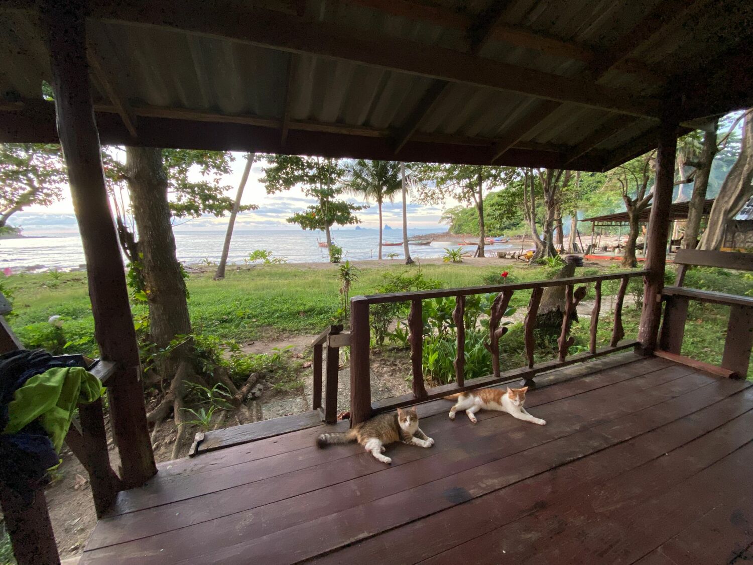 Panka alpha terace cats.jpg