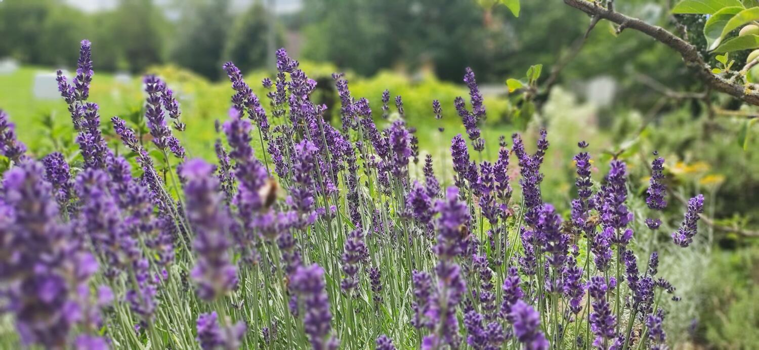 Fewo Belchenblick Blumen.jpg