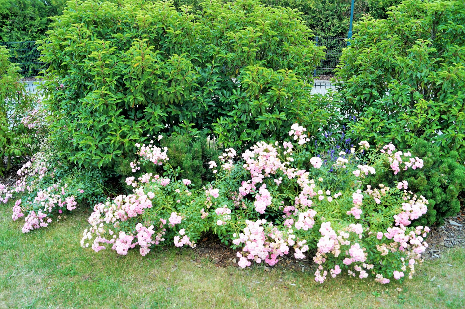 Rosen im Garten_final.jpg