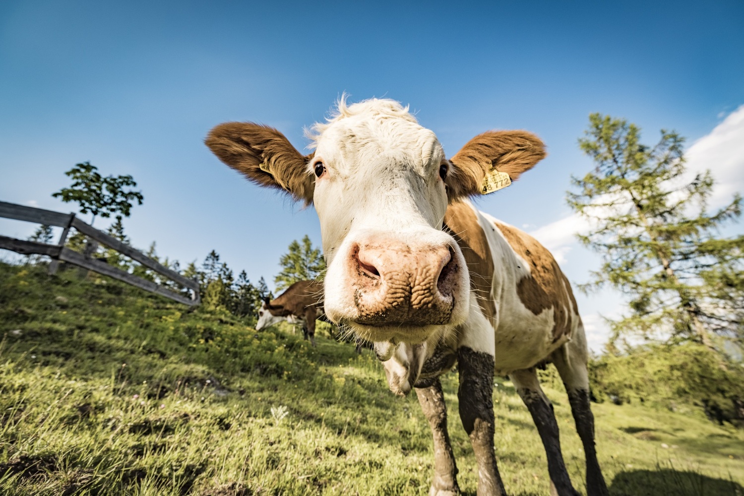 4000 IRS Große kuh-alm-(c)chiemsee-alpenland-tourismus - Kopie.jpg