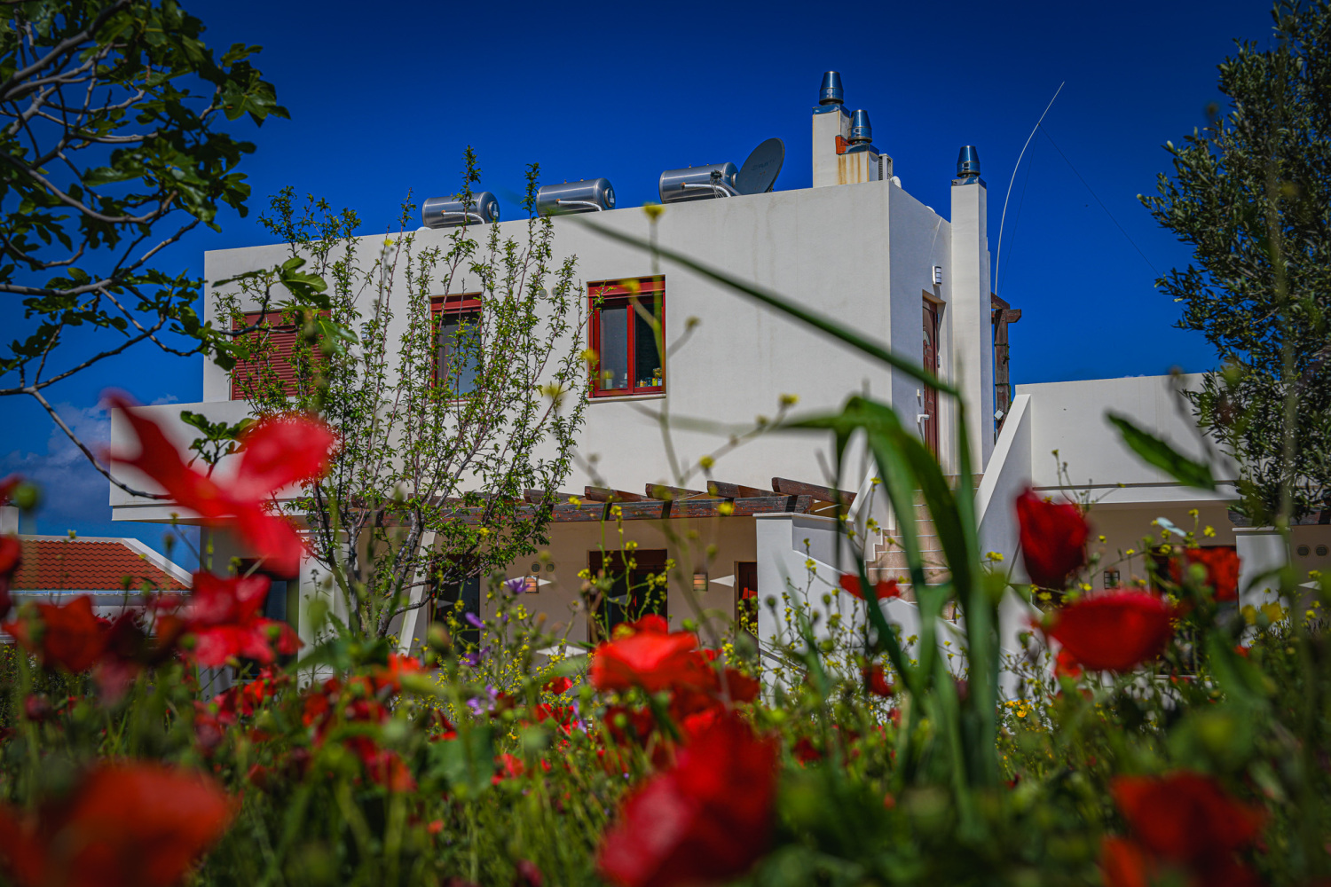 PhenOmena poppies.jpg