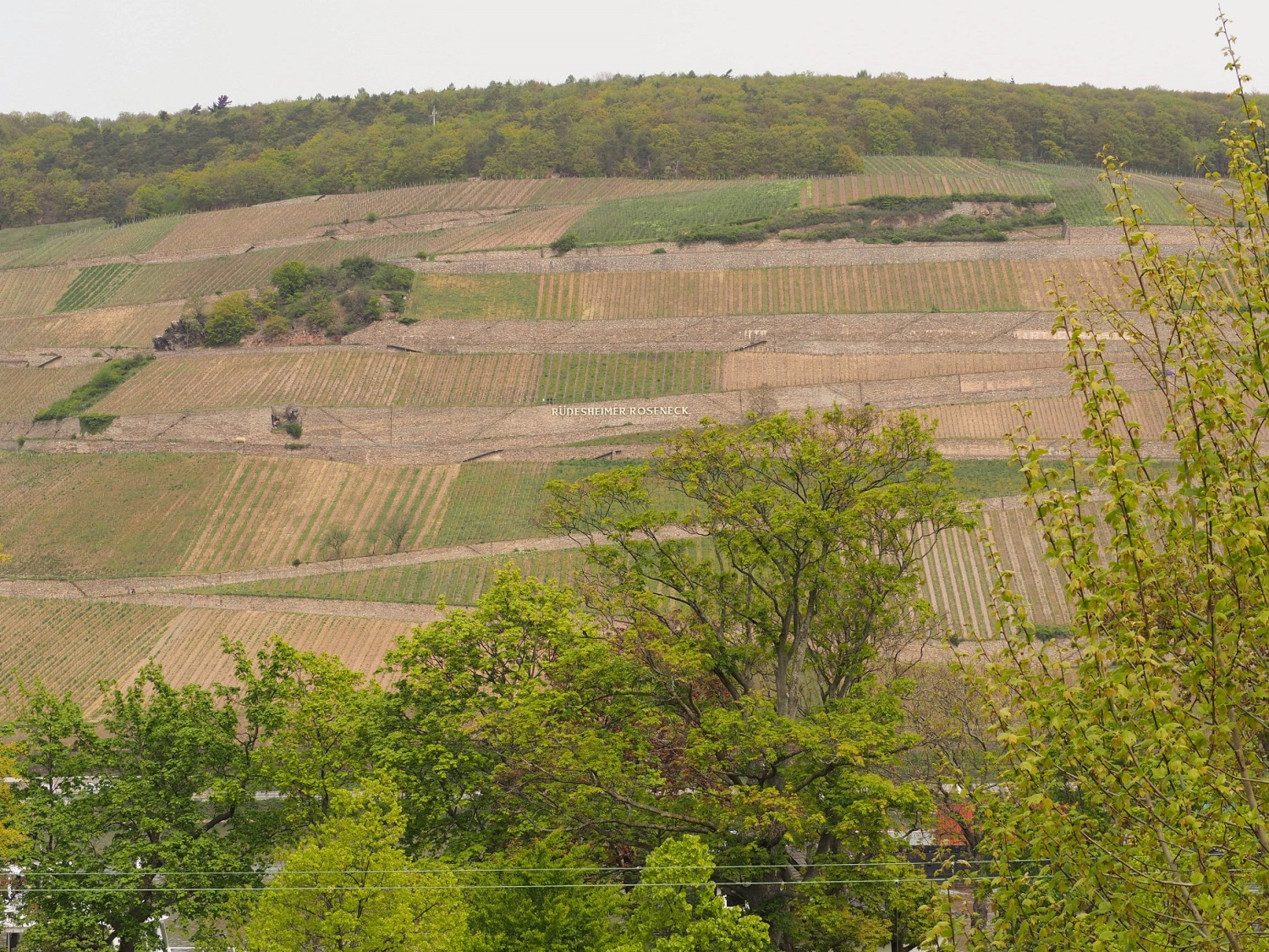 Aussicht Roseneck weit.jpg