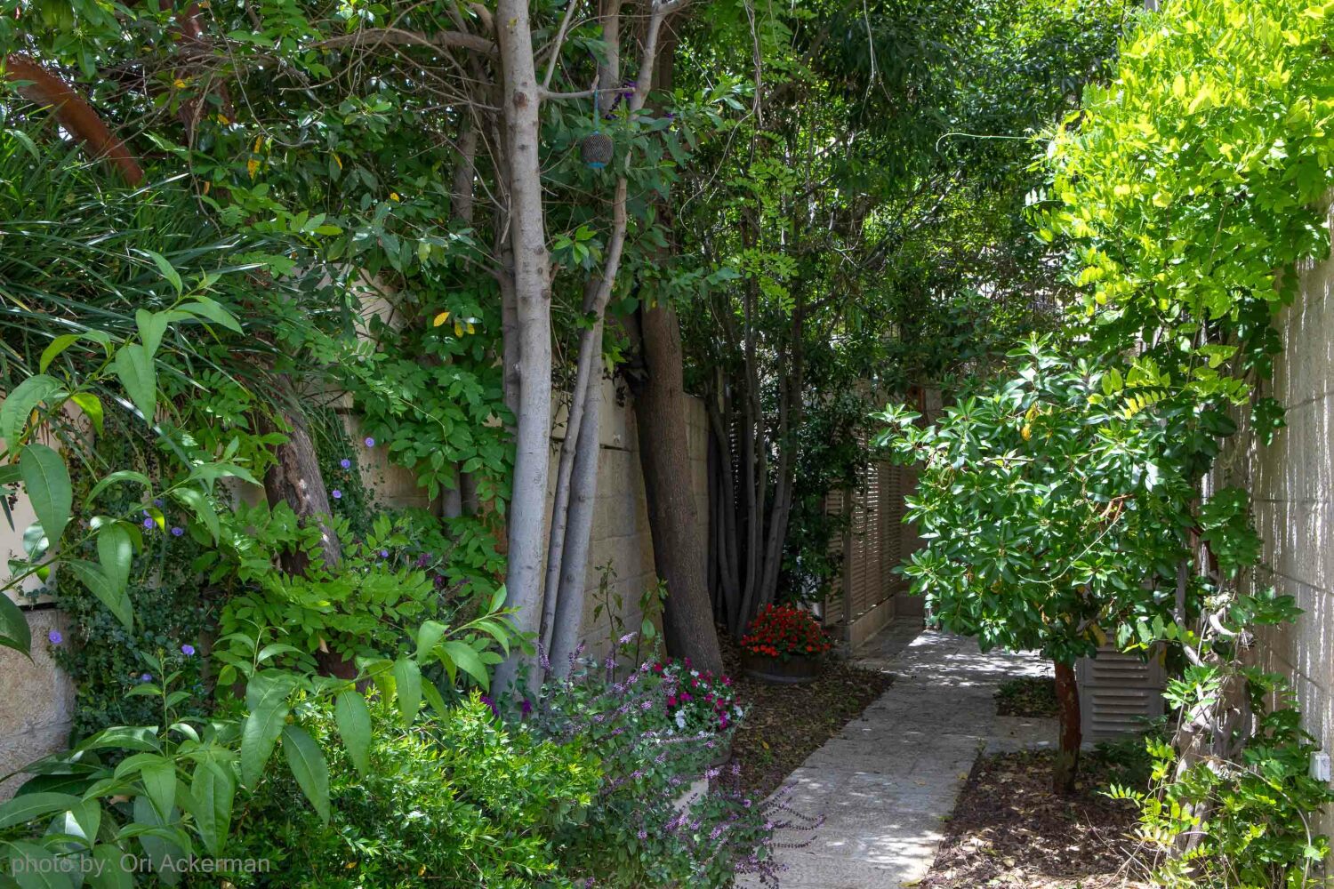 26--photo by Ori Ackerman ©.JPG