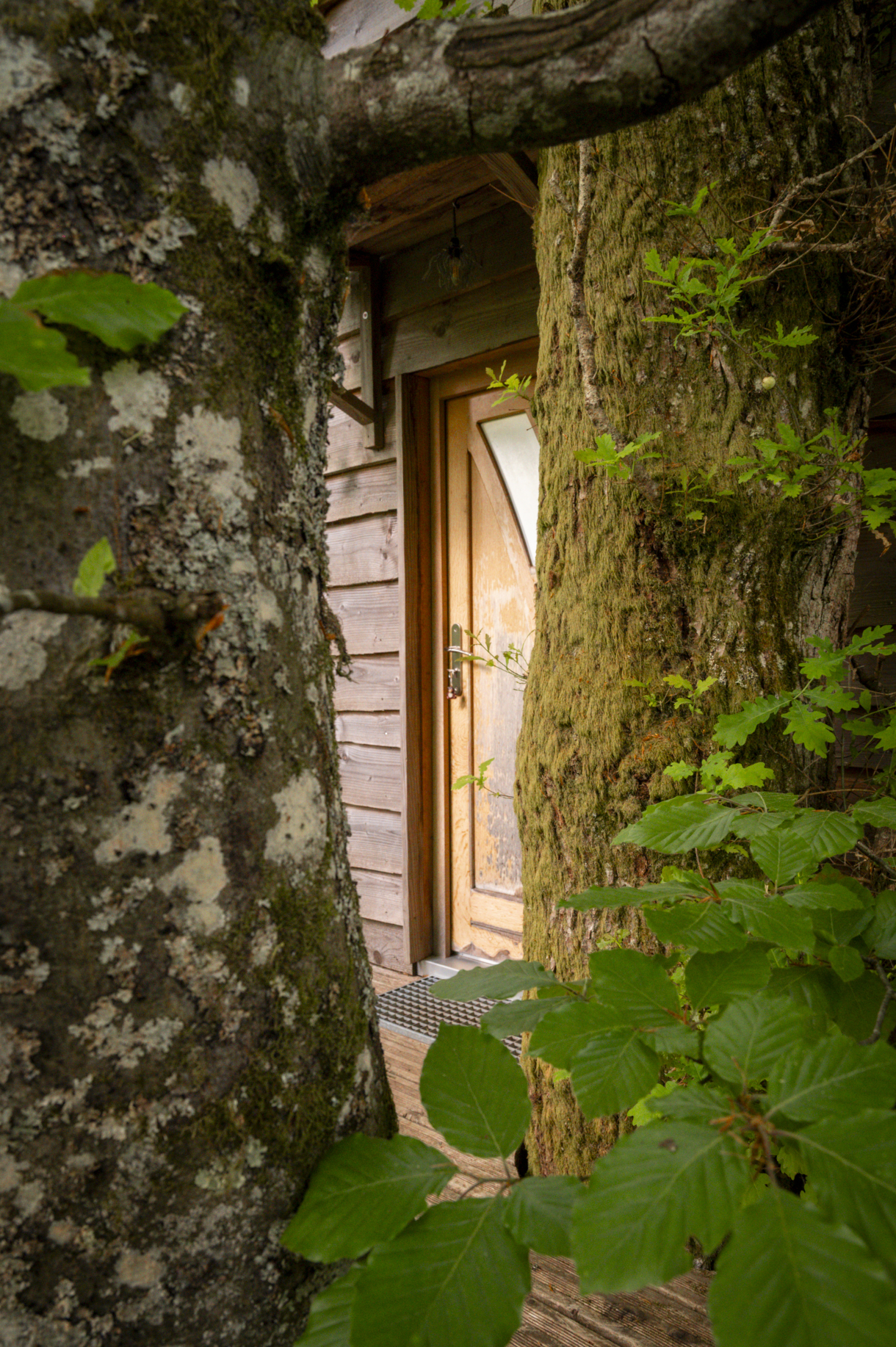 pat' de l'ours-36.JPG