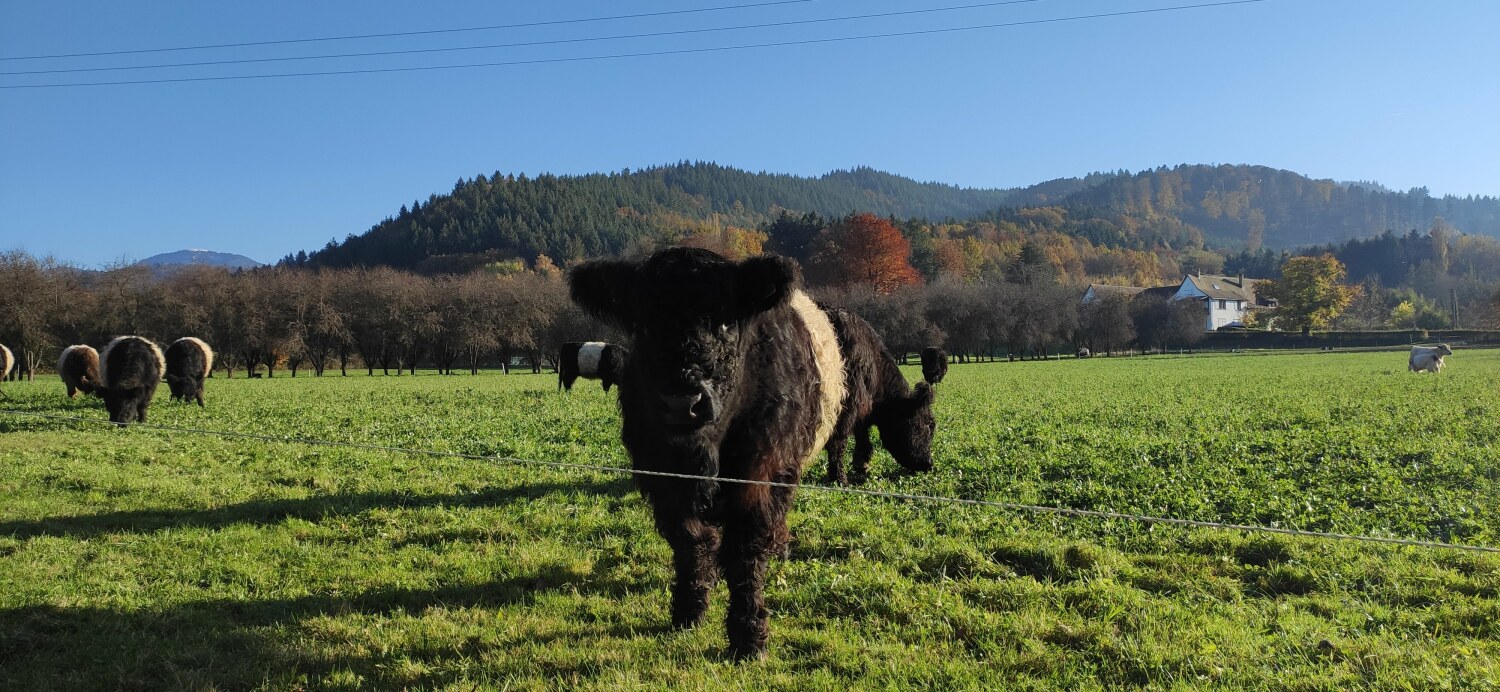 Fewo Belchenblick Ausblick.jpg