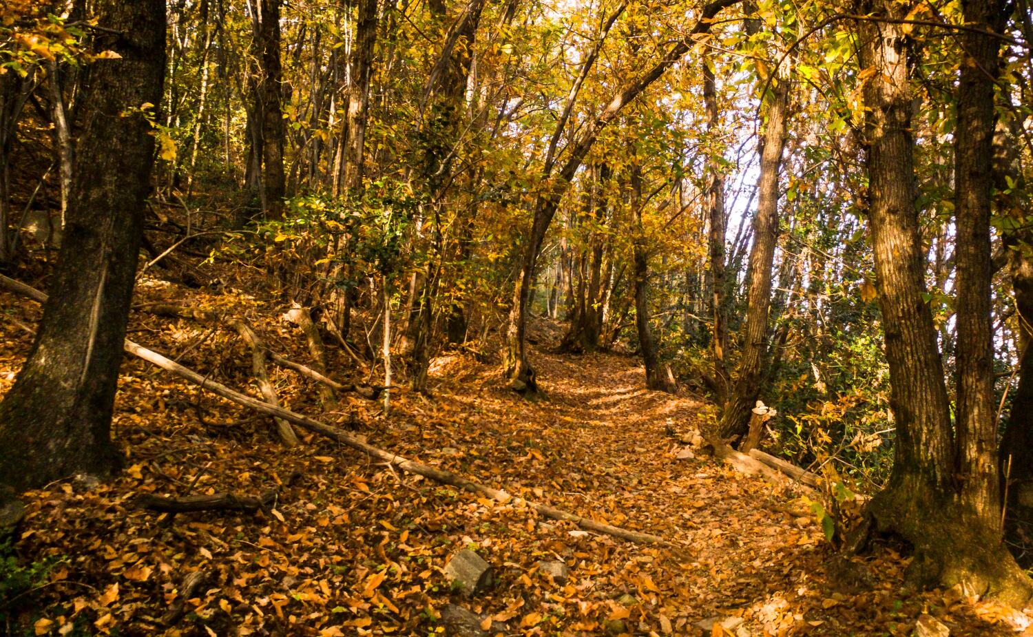 Umgebung_Wald : Autumn atmosphere in the forest next door. The season for mushrooms and chestnuts..jpg