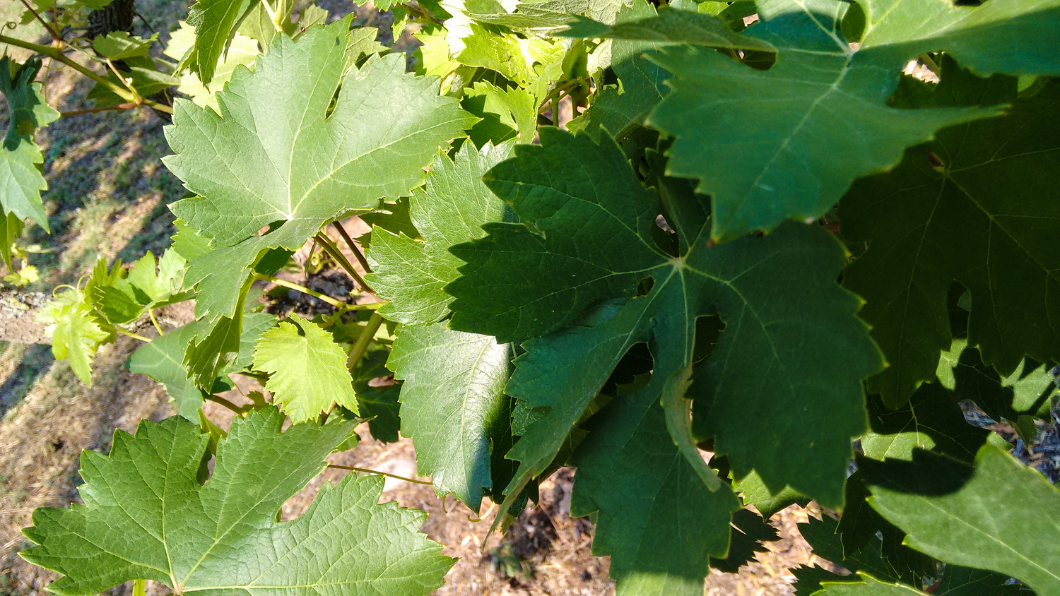 casa gio ok 2017 raddrizzate-1-5 - Copia.jpg