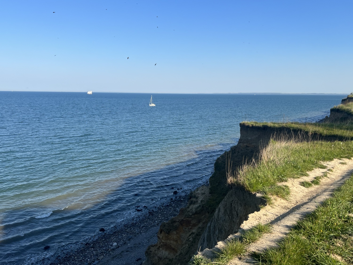 Steilküste mit Schwalben.jpg