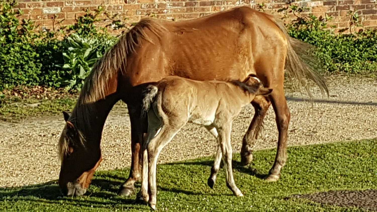 New foal.jpg