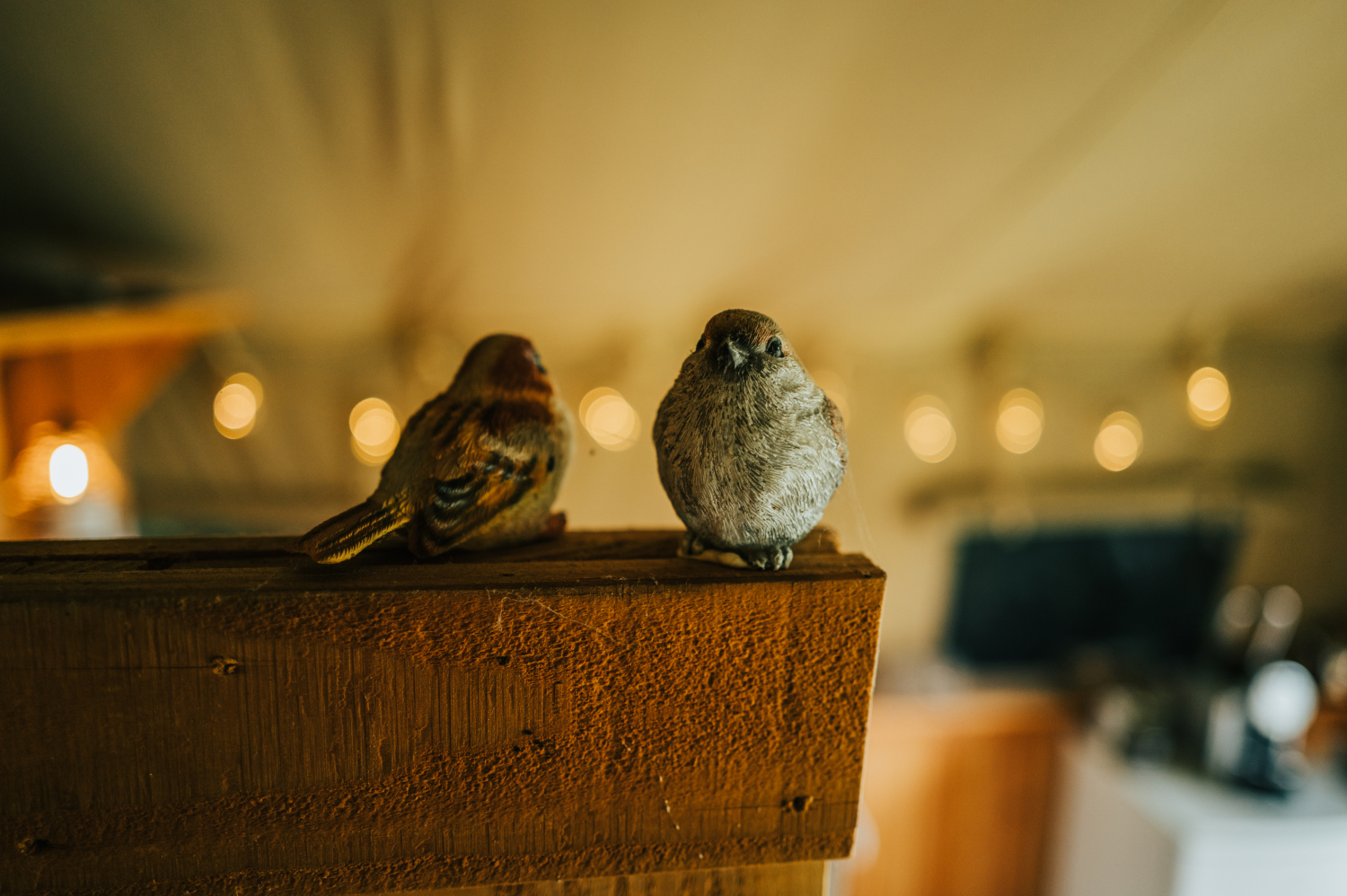 Thebrandwagon-18October 08, 2024164042.jpg