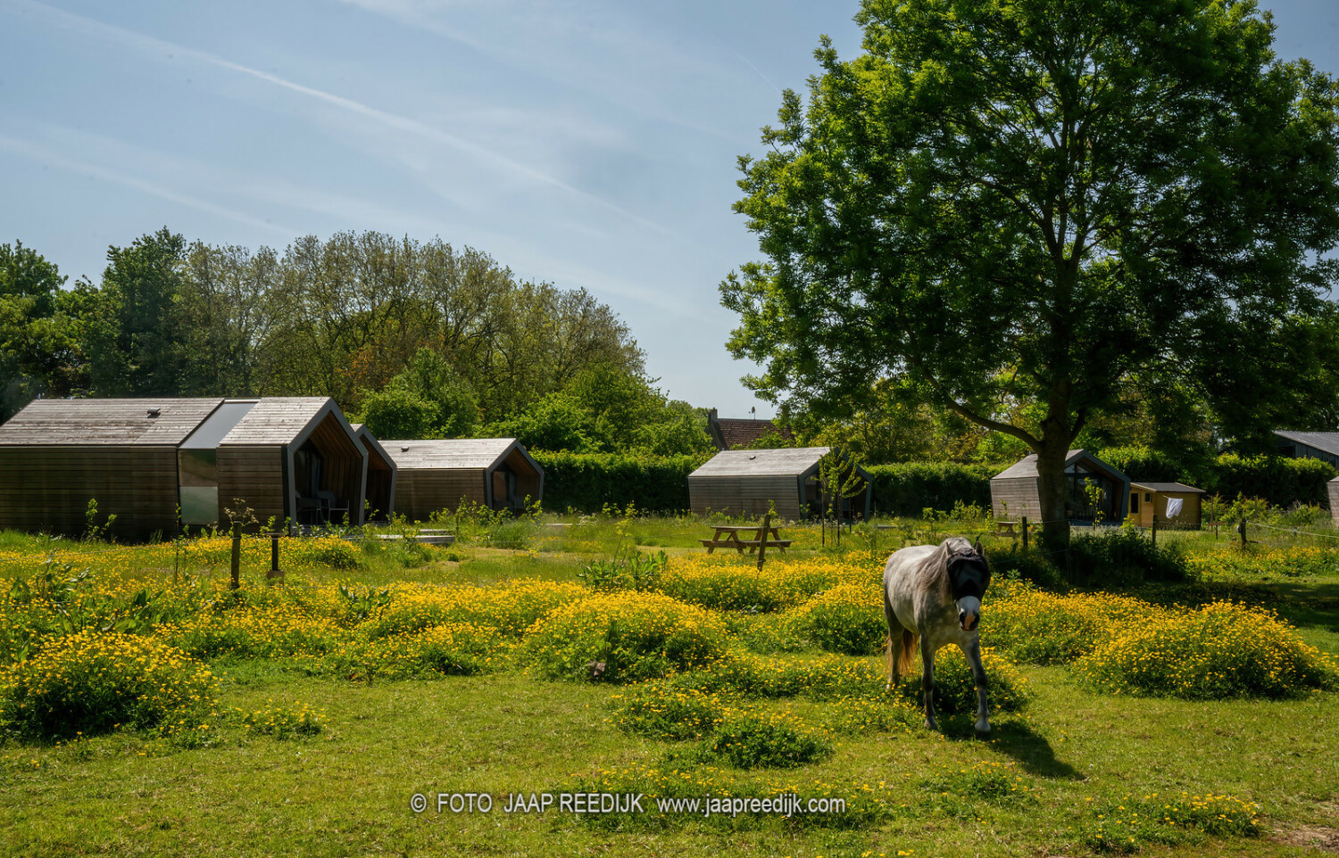 Diamondsuites en paard 2.jpg