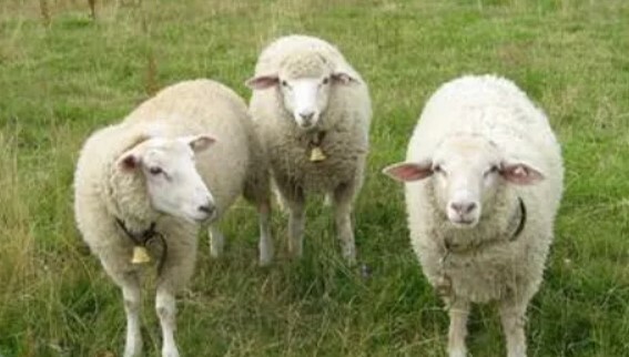 Screenshot 2024-09-19 122457.jpg