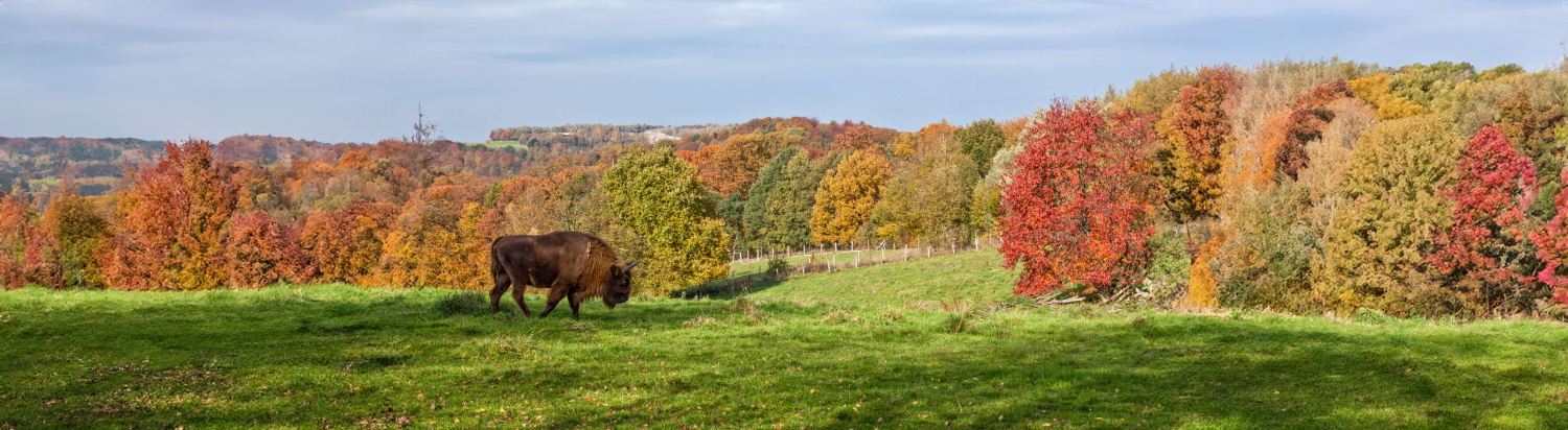 Wisent im Wildgehege Neandertal bei Erkrath