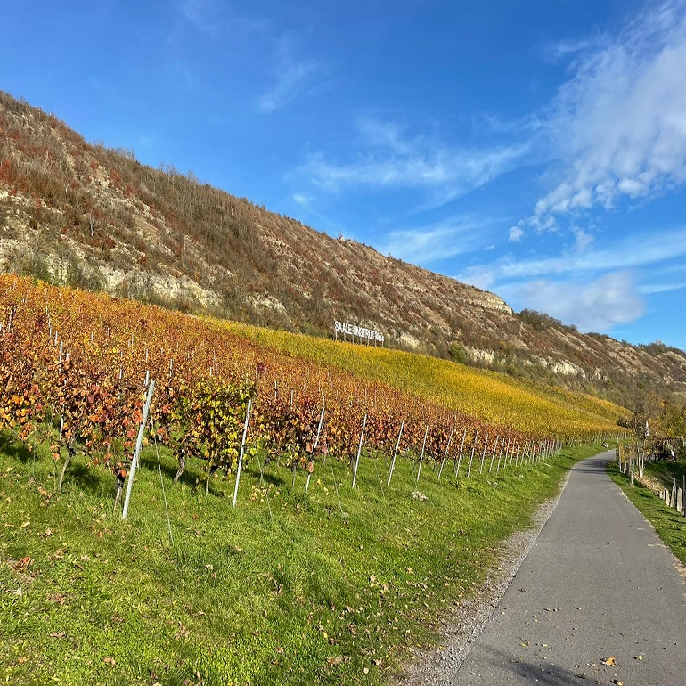 Wandern in den Weinbergen